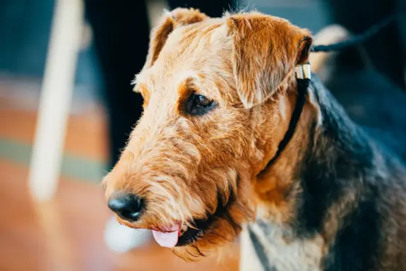 Happy rescue Airedale