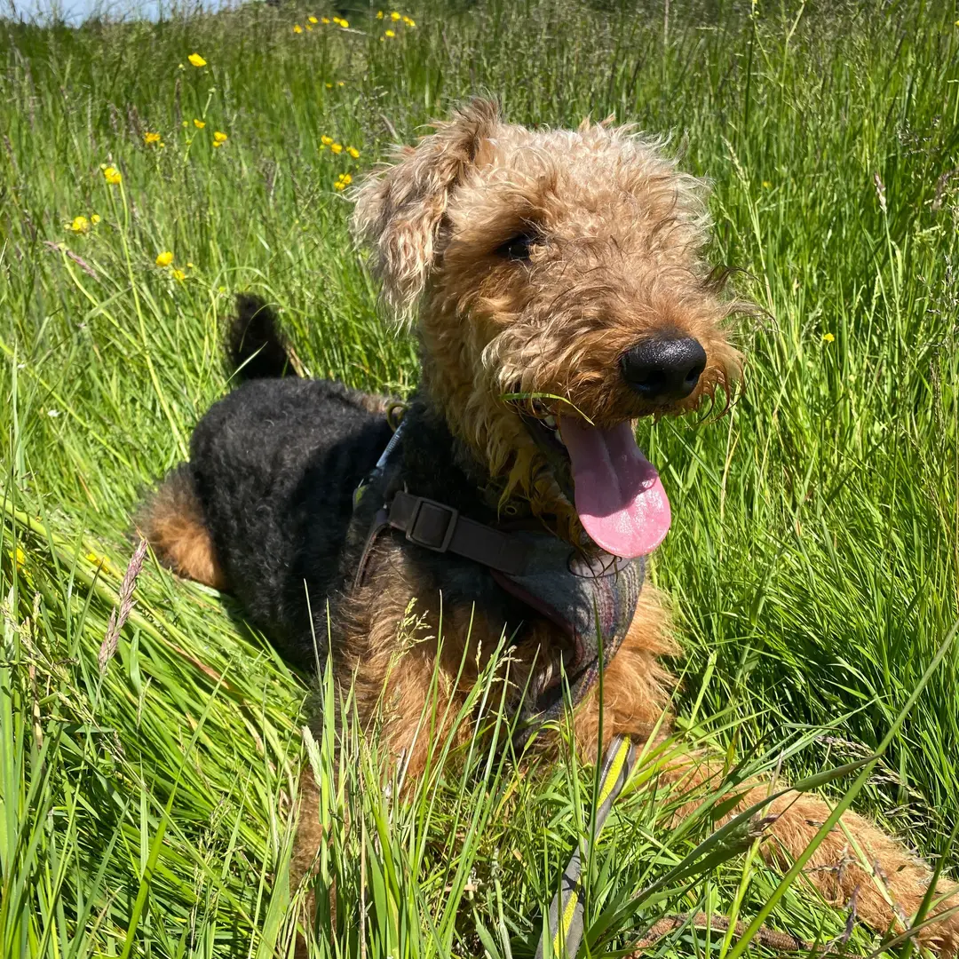 Browse rescue Airedales