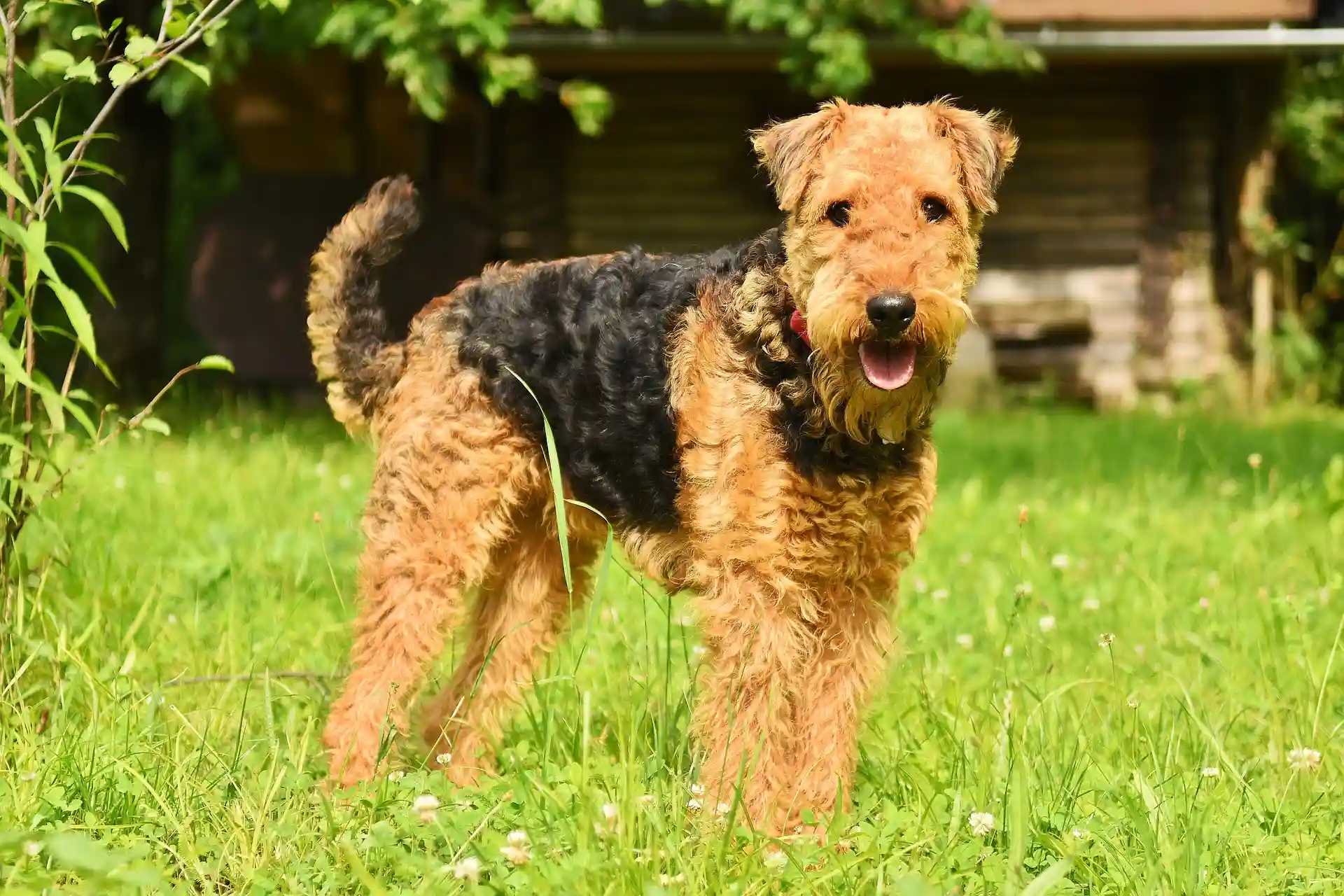 Rescue Airedale ready for home