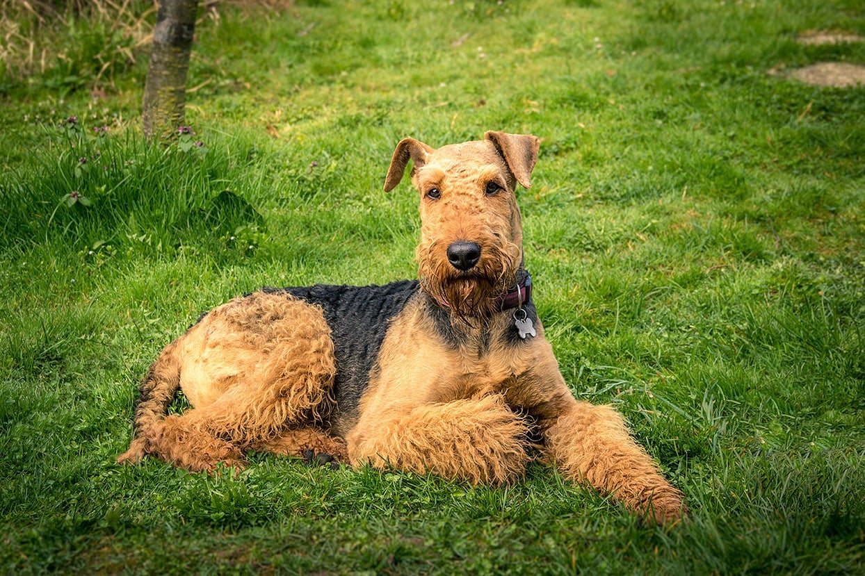 Airedale Terrier waiting for a home