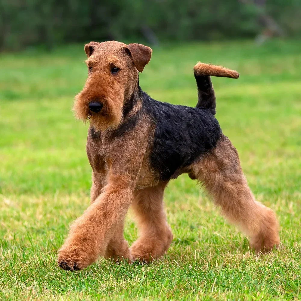 Happy Airedale Terrier dog in a field