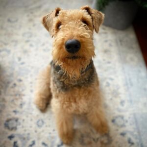 Murphy