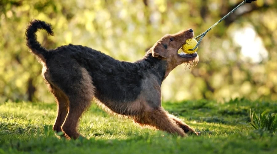 Rescue Airedale portrait