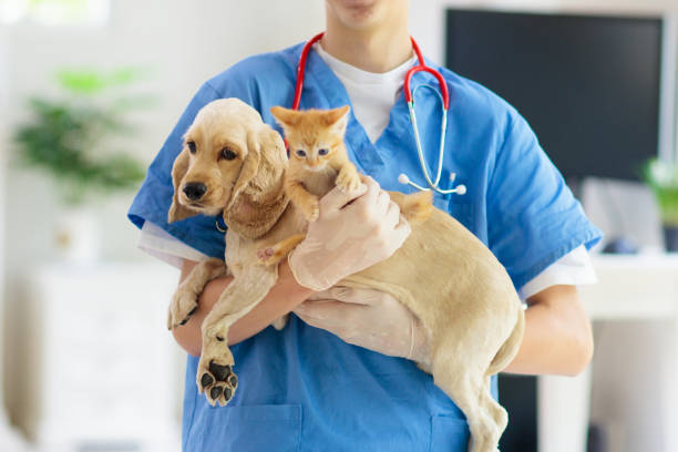 Healthy rescue Airedale